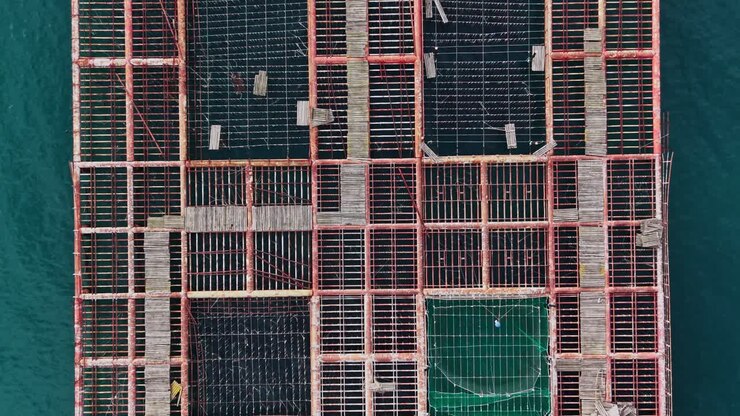Mussel farming setup on floating platform in coastal waters