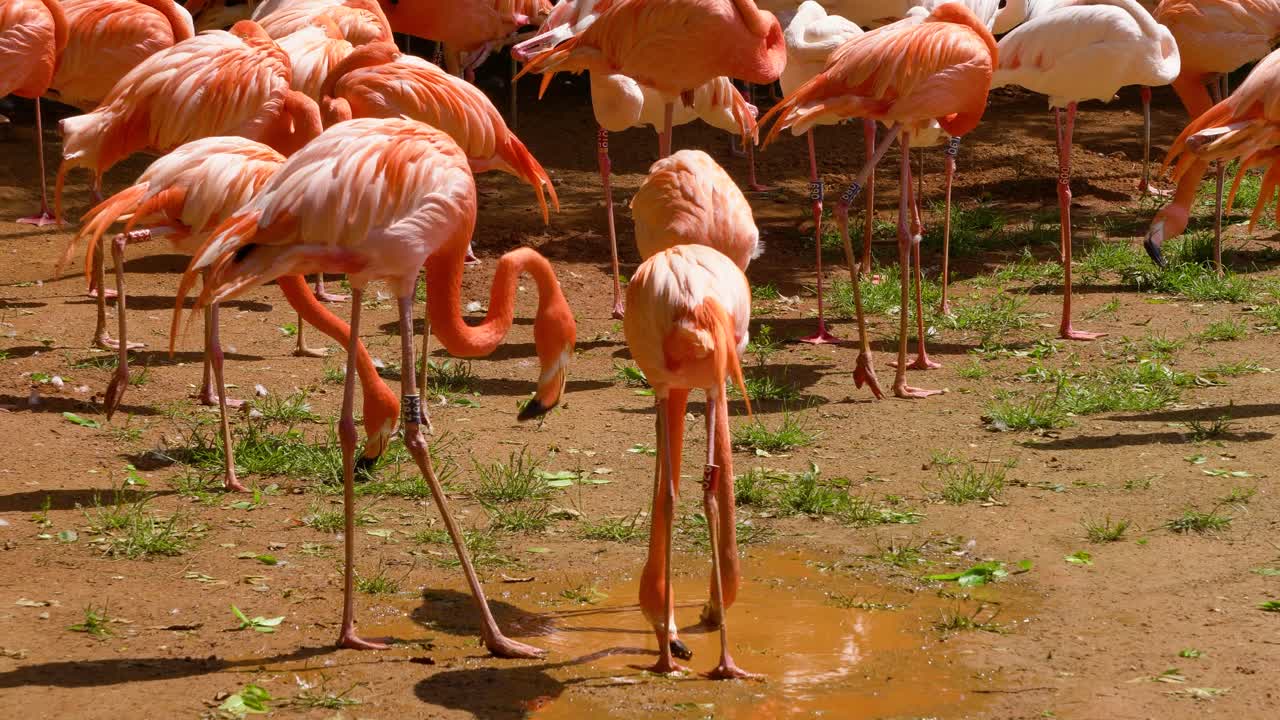 extravagancia de flamencos descansando mientras dos pájaros beben agua de un charco en el zoológico del gran parque de seúl