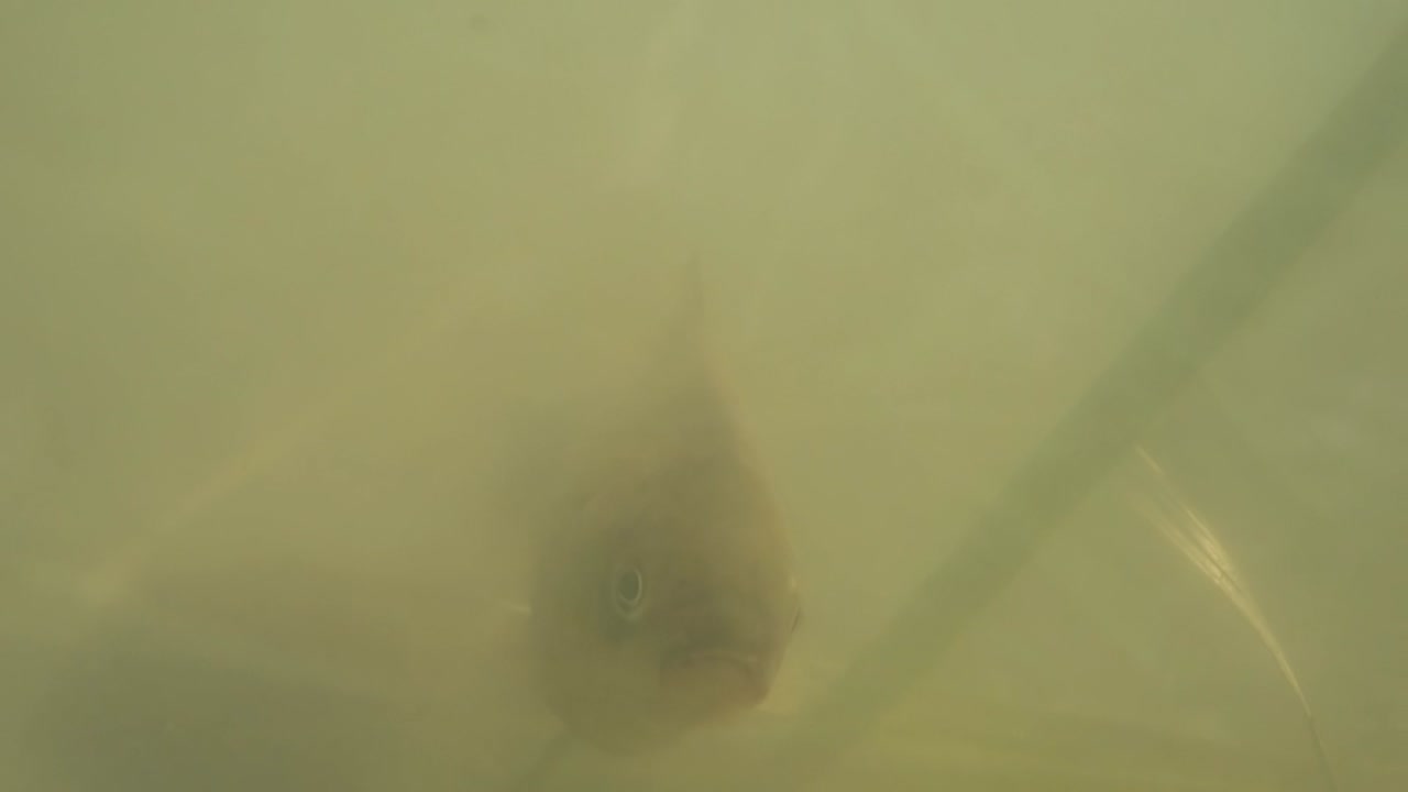 Fish swims out of the bowels of the lake