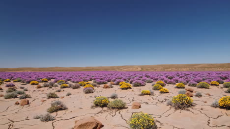 colorful desert wildflowers