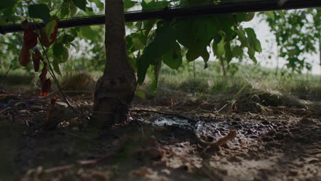 irrigation system waters roots of apple tree