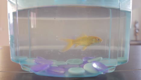 closeup on a bocal with a pet gold fish swimming around