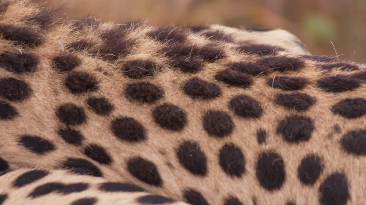 Extreme close up shot of a cheetah's scruffy mid-back in the plains