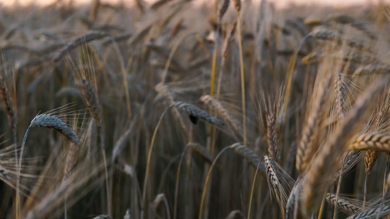уменьшение масштаба камеры от насекомого, сидящего на зерновом колосе