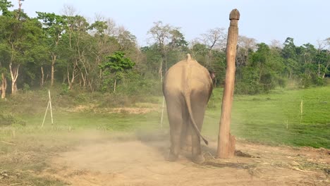 a domesticated elephant throwing dust onto its back while chained to a post with a soft warm light of the evening