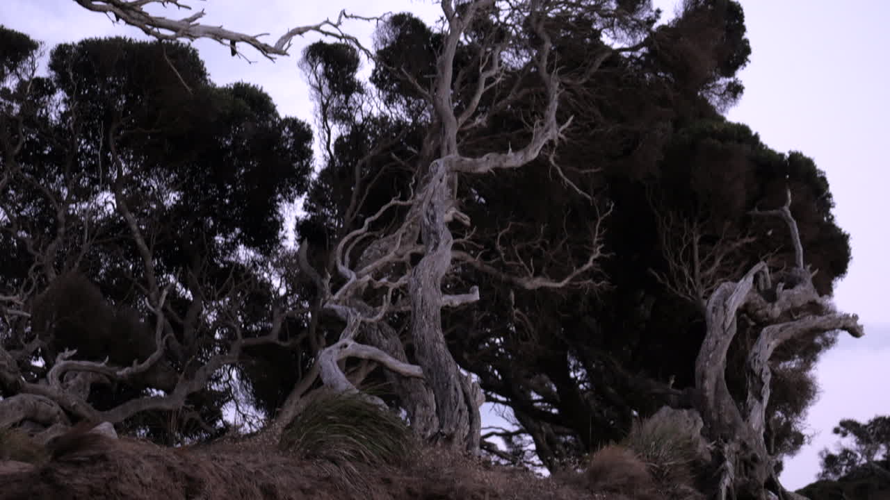 Old twisted Moonah tree along the beach of Anglesea, Australia
