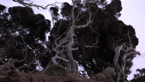 old twisted moonah tree along the beach of anglesea, australia