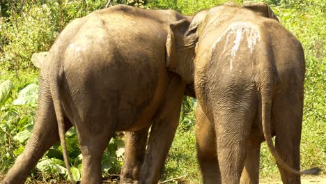 two elephant fighting for dominance