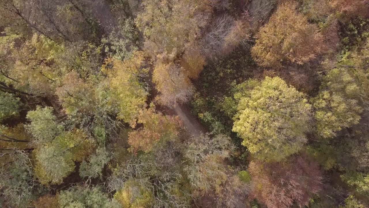 가을의 숲 위의 나무 꼭대기에서 비행.