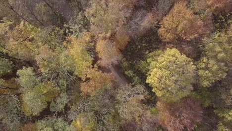 flight over tree top above autumn forest. untouched log format
