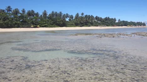 clear crystal ocean water at low tide in front of wild palm forest on a summer day in natural background, panning
