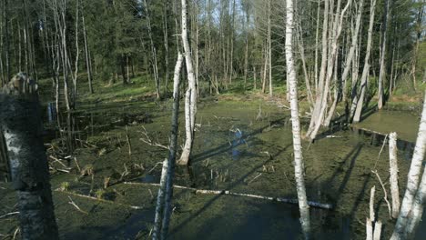 Glide backward through a swamp, uncovering a captivating forest