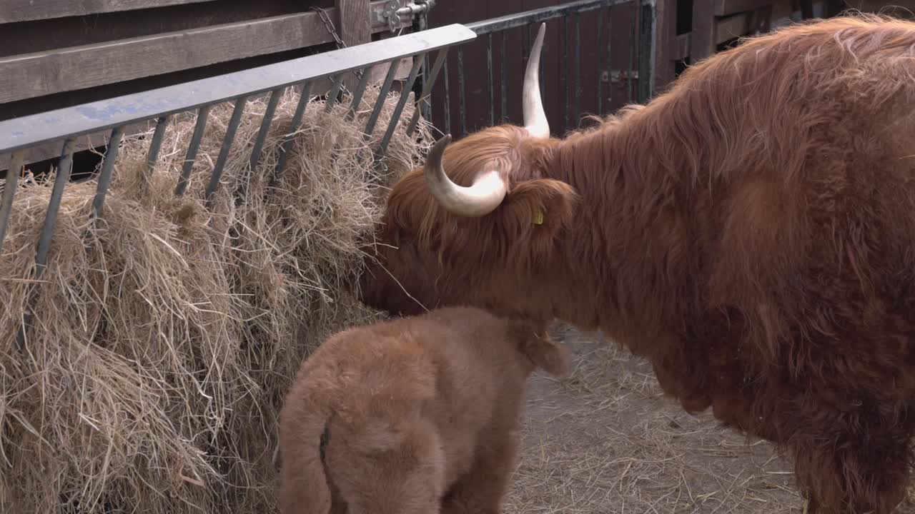 Una mucca delle Highland e il suo vitello che mangiano paglia mentre si trovano in un paddock isolato.