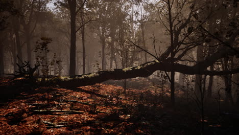 Bosque-De-Otoño-Brumoso-Con-Niebla-Matutina