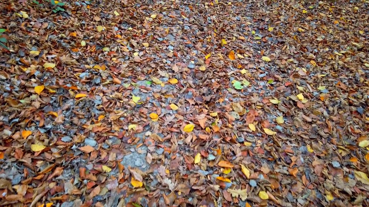 Caminho na floresta de outono.