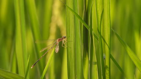 dragonfly relaxing - pry- food