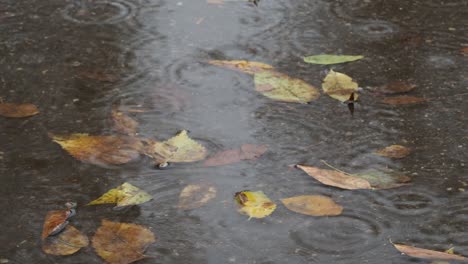 rain circles and yellow leaves in puddle in autumn rain