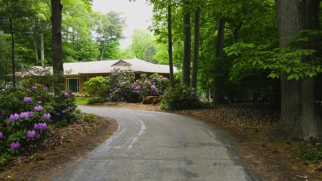 rhododendrons in a suburban driveway during peak bloom