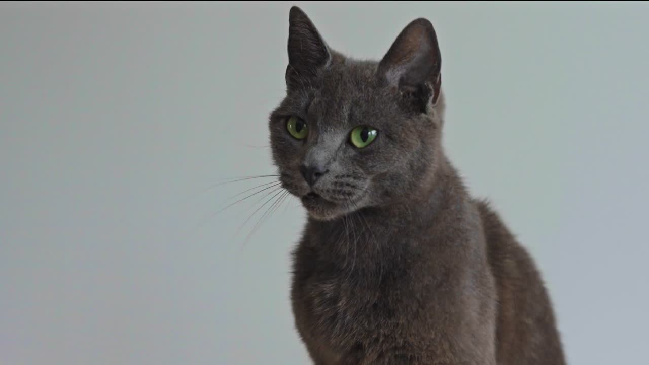 Portrait of beautiful gray Chartreux cat with intense green eyes, looking around curiously. Calm and elegant purebred feline friend against neutral background. For pet care ads