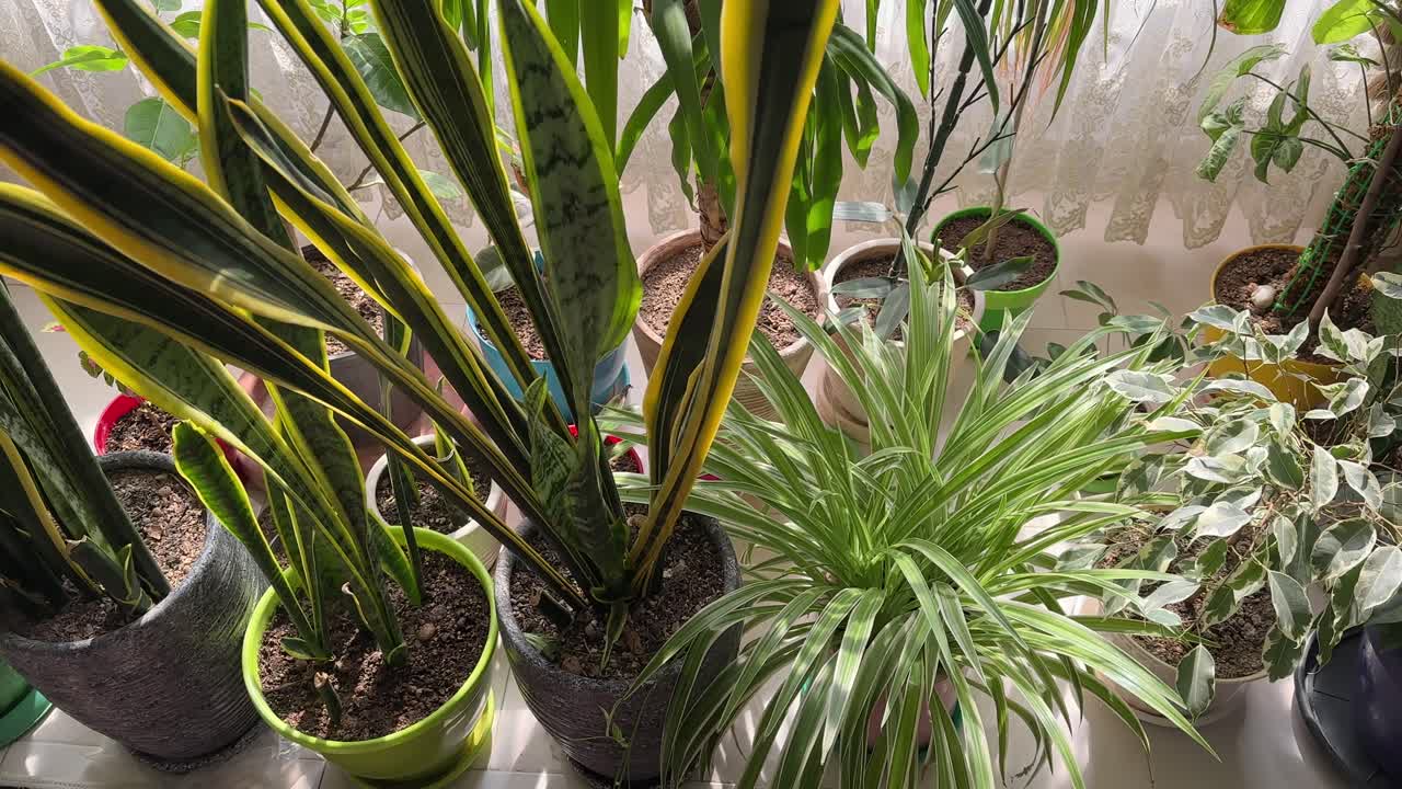 peaceful iran home garden inside modern apartment green fresh potted plant on window sill cozy lifestyle indoor gardening decor floral foliage growth hobby natural design eco landscape architecture