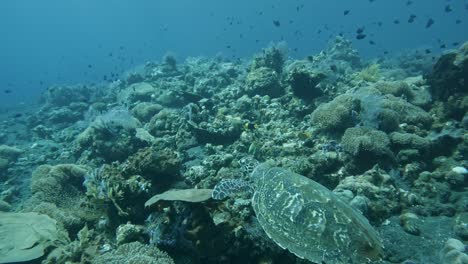 sea-turtle-swim-ocean-floor,-along-coral-reef-super-slow-motion