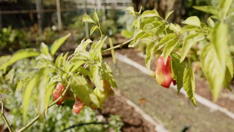 Close-up-of-plants-in-sunny-garden,-slow-motion