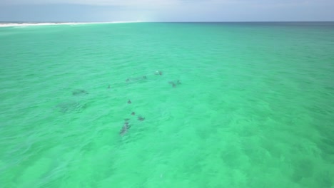 delfines jugando en el agua