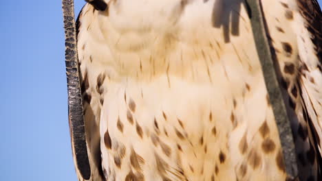 Nahaufnahme-Eines-Domestizierten-Wildvogels-Mit-Großen-Krallen,-Falknerei,-Schwenken