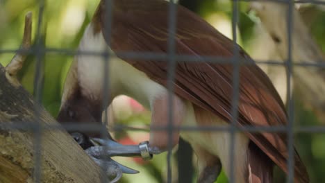 Close-up-of-a-bird-inside-a-cage-trying-to-remove-a-leg-band-or-a-tracking-ring