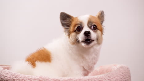 Video-shot-up-close-of-a-happy-little-dog,-puppy-lying-on-a-pink-rug-with-a-pink-wall-in-the-backdrop