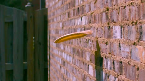 un frisbee de plástico o un disco volador siendo arrojado contra una pared de ladrillo amarillo, marrón y rojo en cámara lenta con cemento y mortero visible durante un día de verano con sol