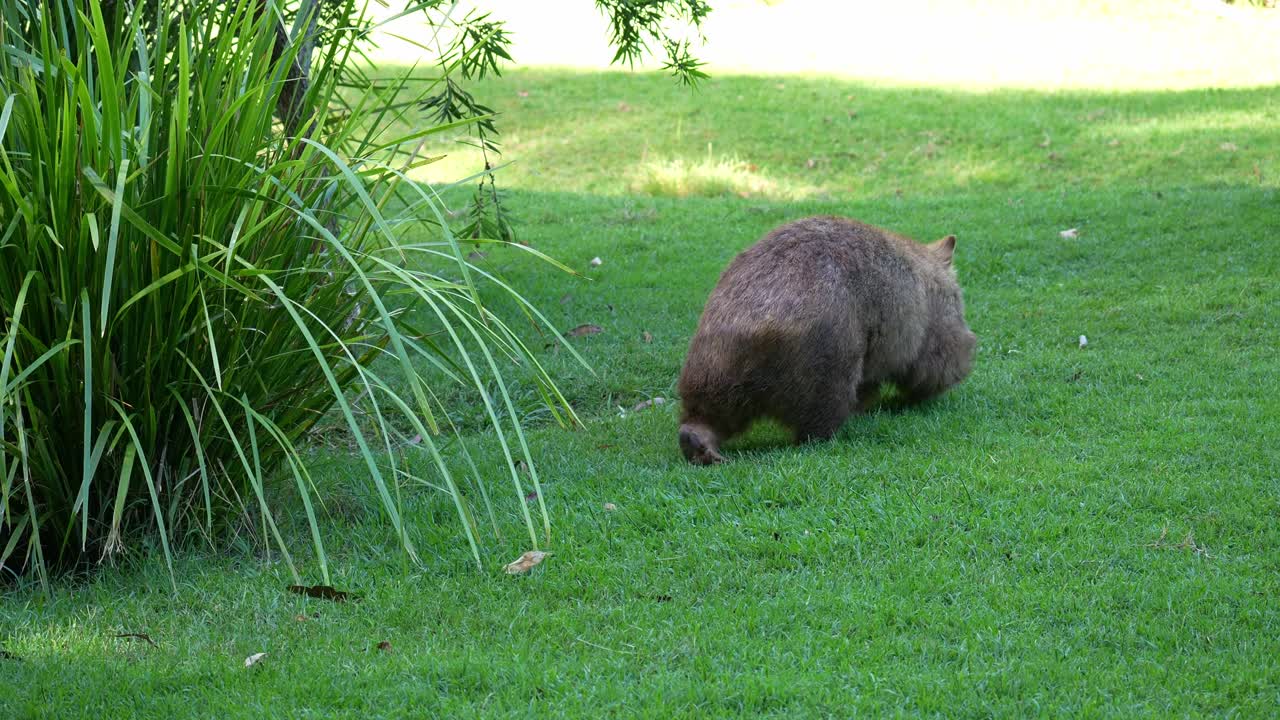 En nuttet, tyk wombat, der går på det grønne græs, nærbillede