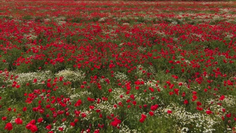 Atemberaubende-Bewegung-über-Einem-Feld-Leuchtend-Roter-Mohnblumen