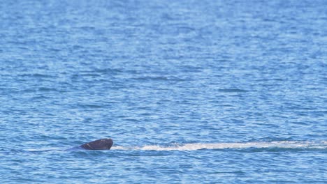 southern right whale surfaces showing its pectoral find and head and dives back again into the sea