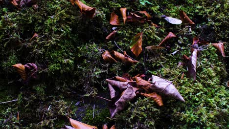 slow slide right of dead leaves on moss covered rocks in a forest