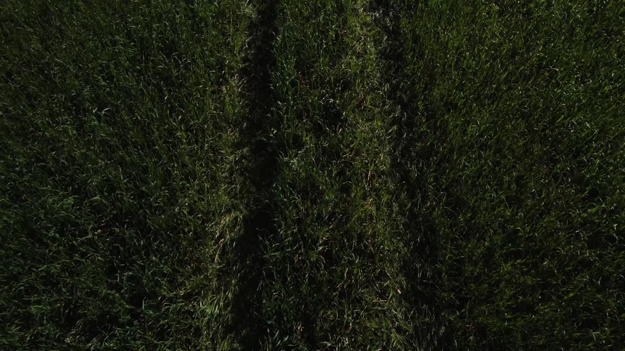 vuelo diurno de avión no tripulado sobre campos irlandeses, lenta inclinación hacia arriba, mostrando las hierbas que se convertirán en heno