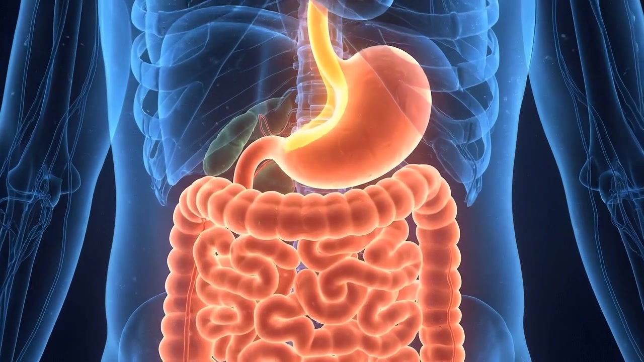 Animazione medica 3D dell'anatomia del sistema digestivo umano