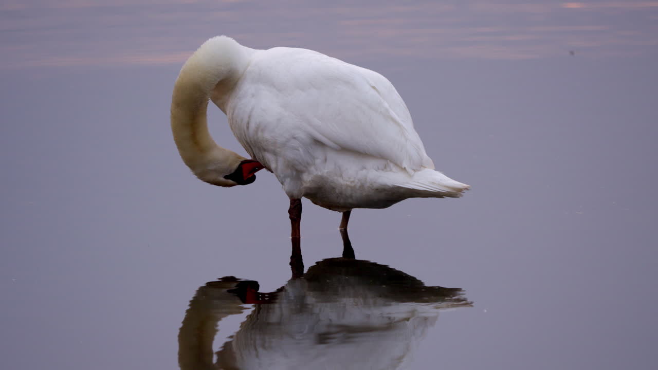 A slow motion shot of mirror like reflection of swan preening himself on a pond at dawn