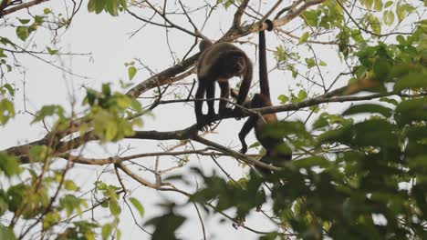 Wildlife-Scene-Of-Mantled-Howler-Monkeys-In-The-Woods-Of-Costa-Rica-In-Central-America