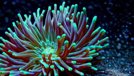 vibrant fluorescent sea anemone underwater