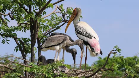 adult storks caring for their chick in nature