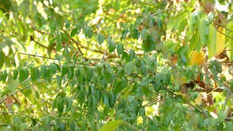 胸が黄色い鳥が木の枝から飛び立つ