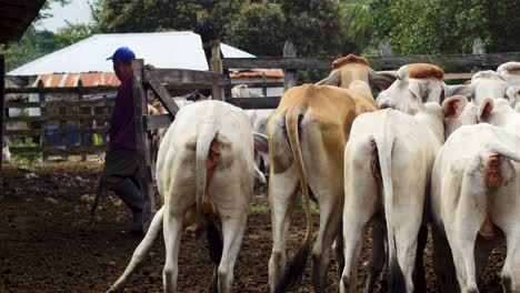 Agricultor-Moviendo-El-Ganado-De-Un-Corral-A-Otro