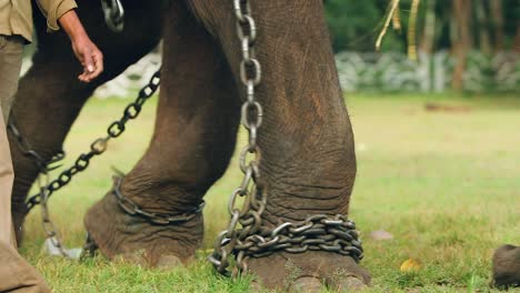 Patas-De-Elefante-Atadas-A-Una-Cadena,-Caminando-Con-Un-Guardián-A-Cámara-Lenta