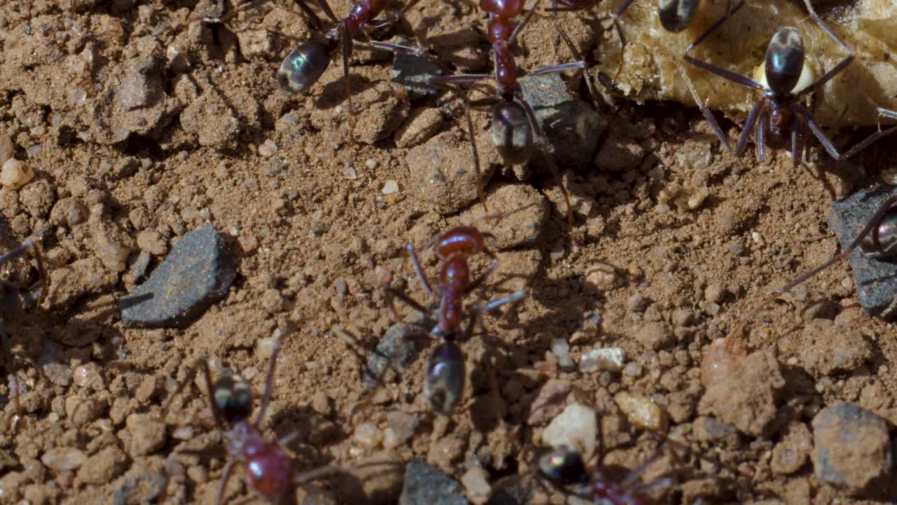 Macro di formiche che lavorano insieme sulla terra, luce naturale, profondità di campo ridotta