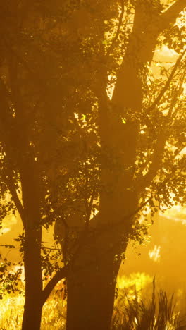 golden hour in the misty forest