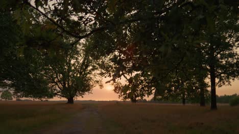 sunset through trees in a meadow