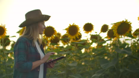 una mujer con sombrero de paja camina a través de un campo con grandes girasoles y escribe información sobre ello en su tableta electrónica en la noche de verano.