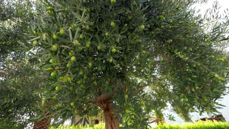 Mirando-El-Gran-Olivo-Verde-En-El-Jardín.