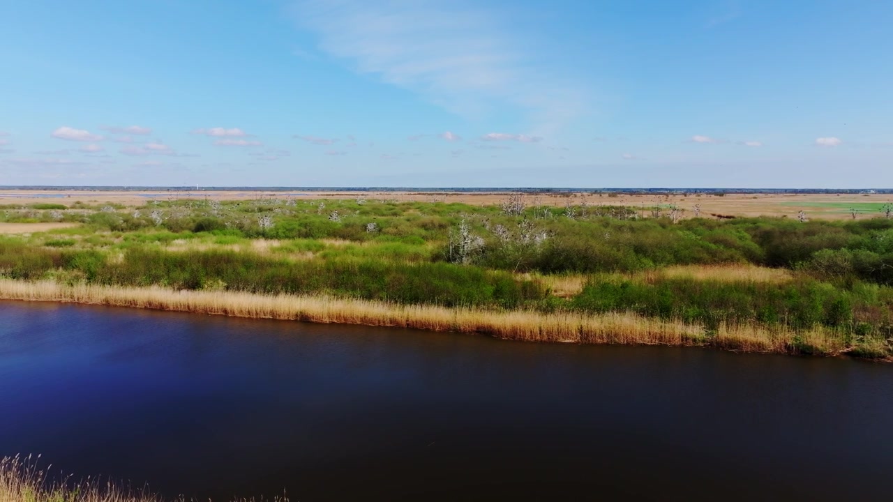Alberi spogli da nidificazione rivelano l'impatto dei cormorani sull'habitat delle zone umide oltre il fiume Barta